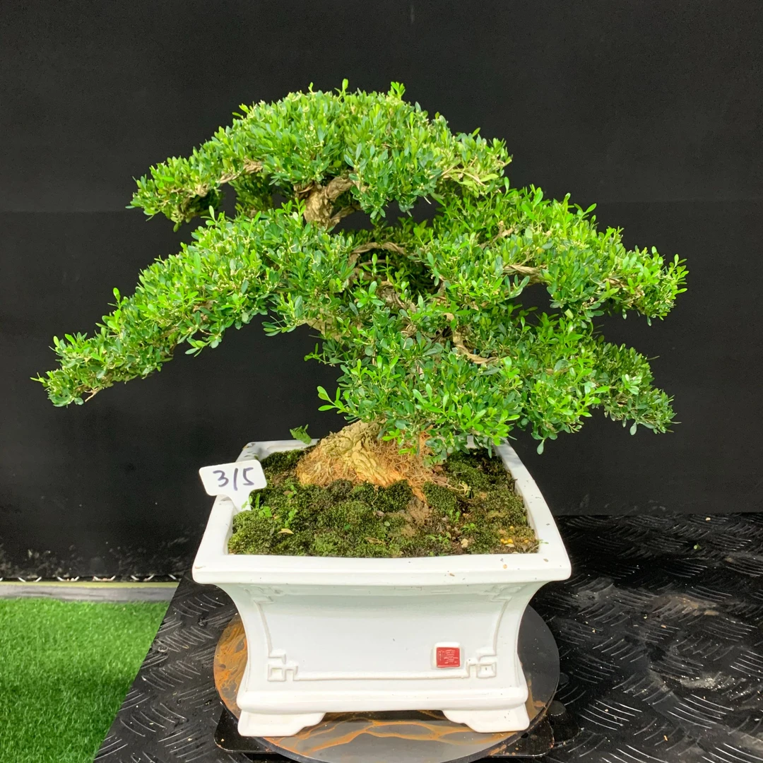 【315号】日式蟠扎矮霸造型雀舌黄杨老桩盆景可室内外摆放四季常青