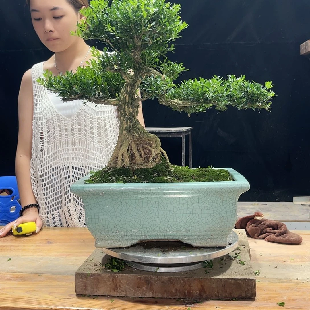 盆景广东绿植黄杨盆景