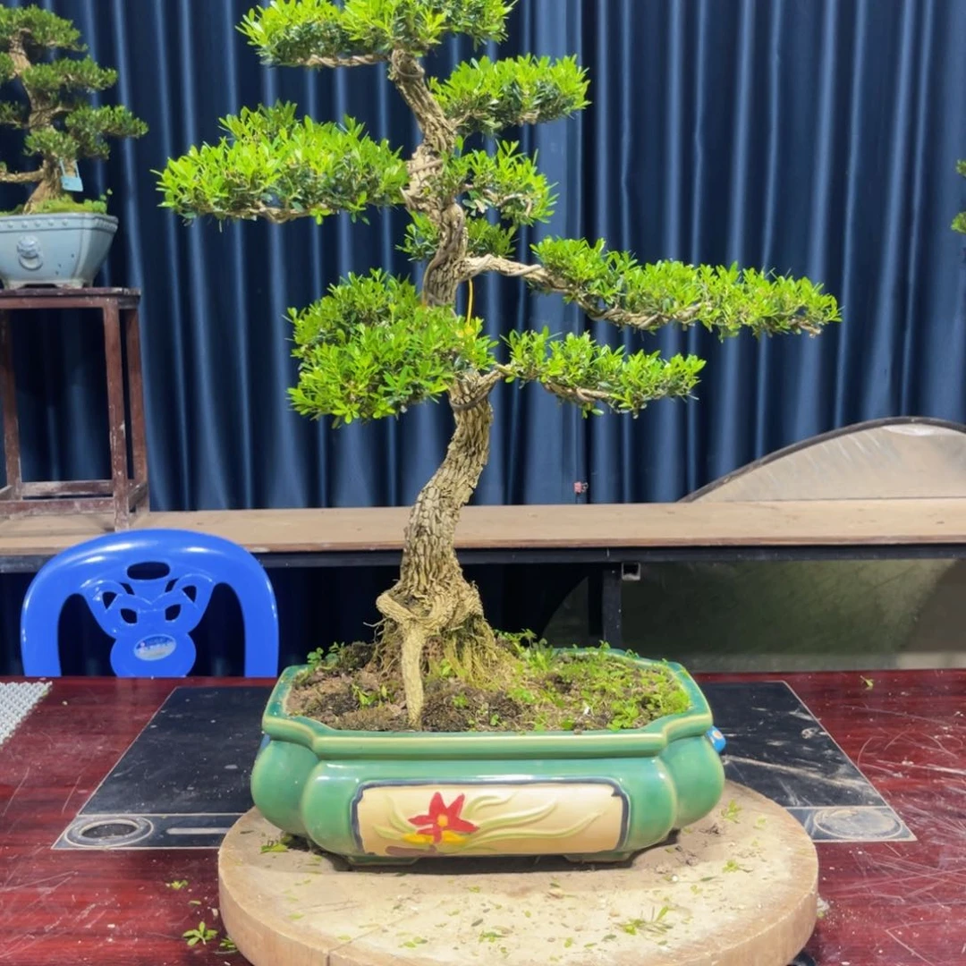 黄杨盆景绿植盆景