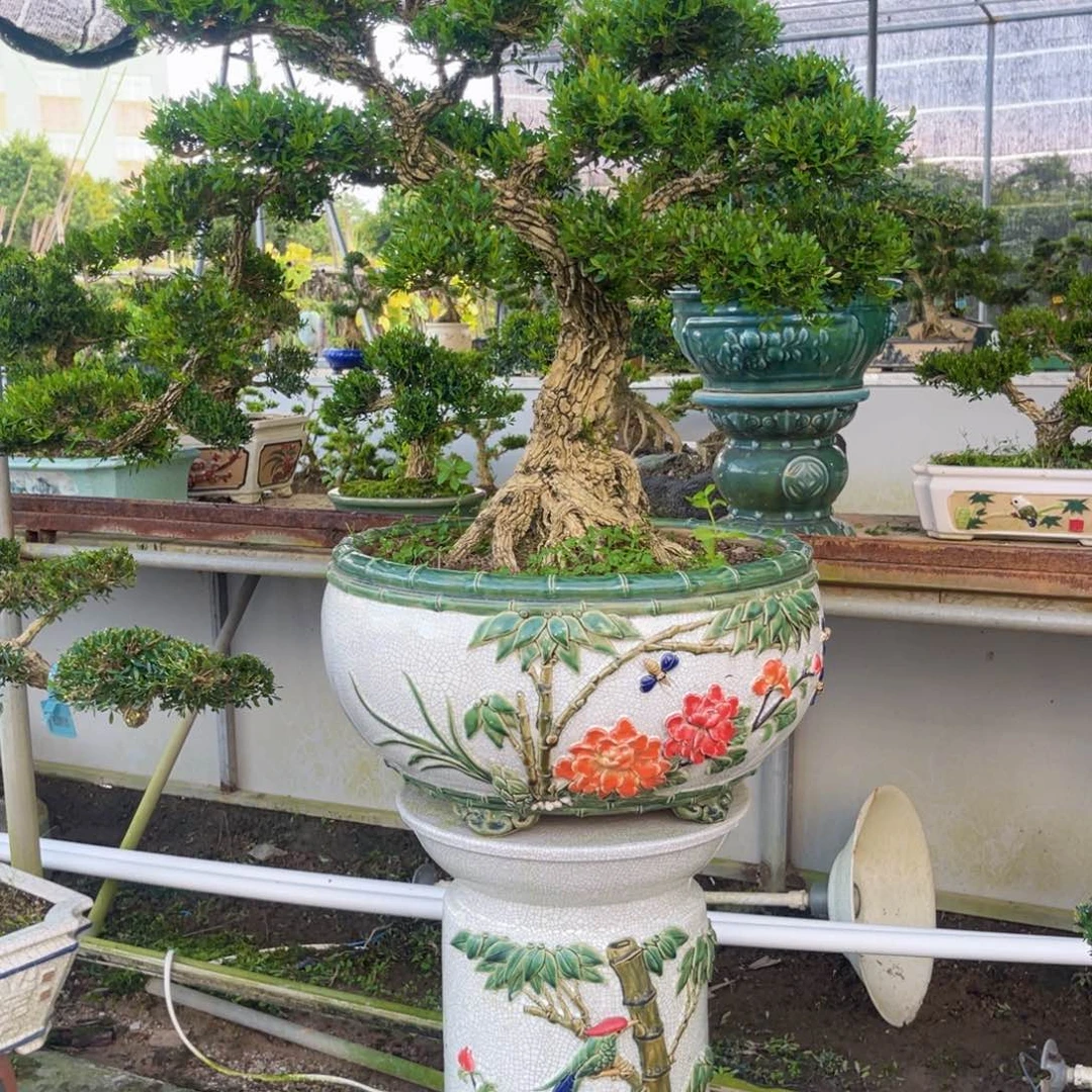 广东黄杨盆景绿植
