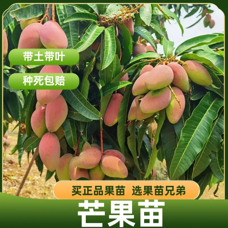 【芒果树苗】贵妃芒金煌芒象牙芒台农芒嫁接苗广西发货成活种植
