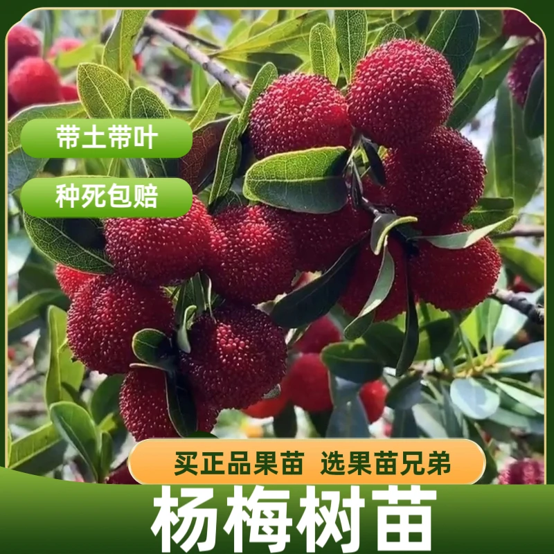 杨梅树苗东魁杨梅黑炭杨梅嫁接苗盆栽庭院南方果树