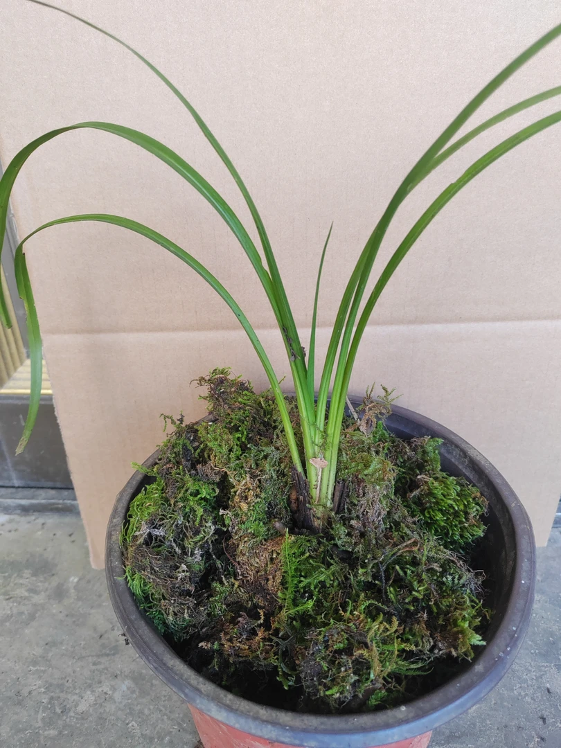 秋芝绿植盆景组合盆栽，备注此图只提供图片展示，实际以一物一拍