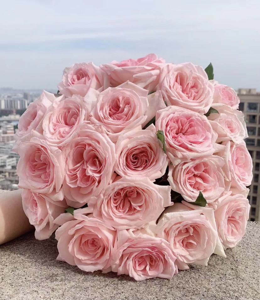 玫瑰云南昆明热卖新鲜鲜花束香水弗洛伊德玫瑰花云南昆明鲜花直发