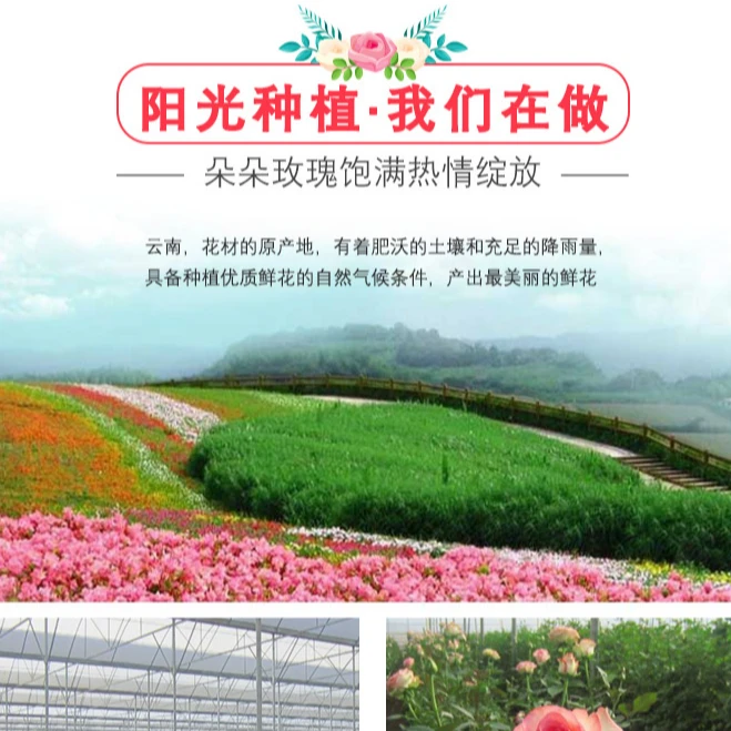 云南玫瑰鲜花花束家庭水培玫瑰花卡布奇诺玫瑰佛洛依德单头玫瑰花