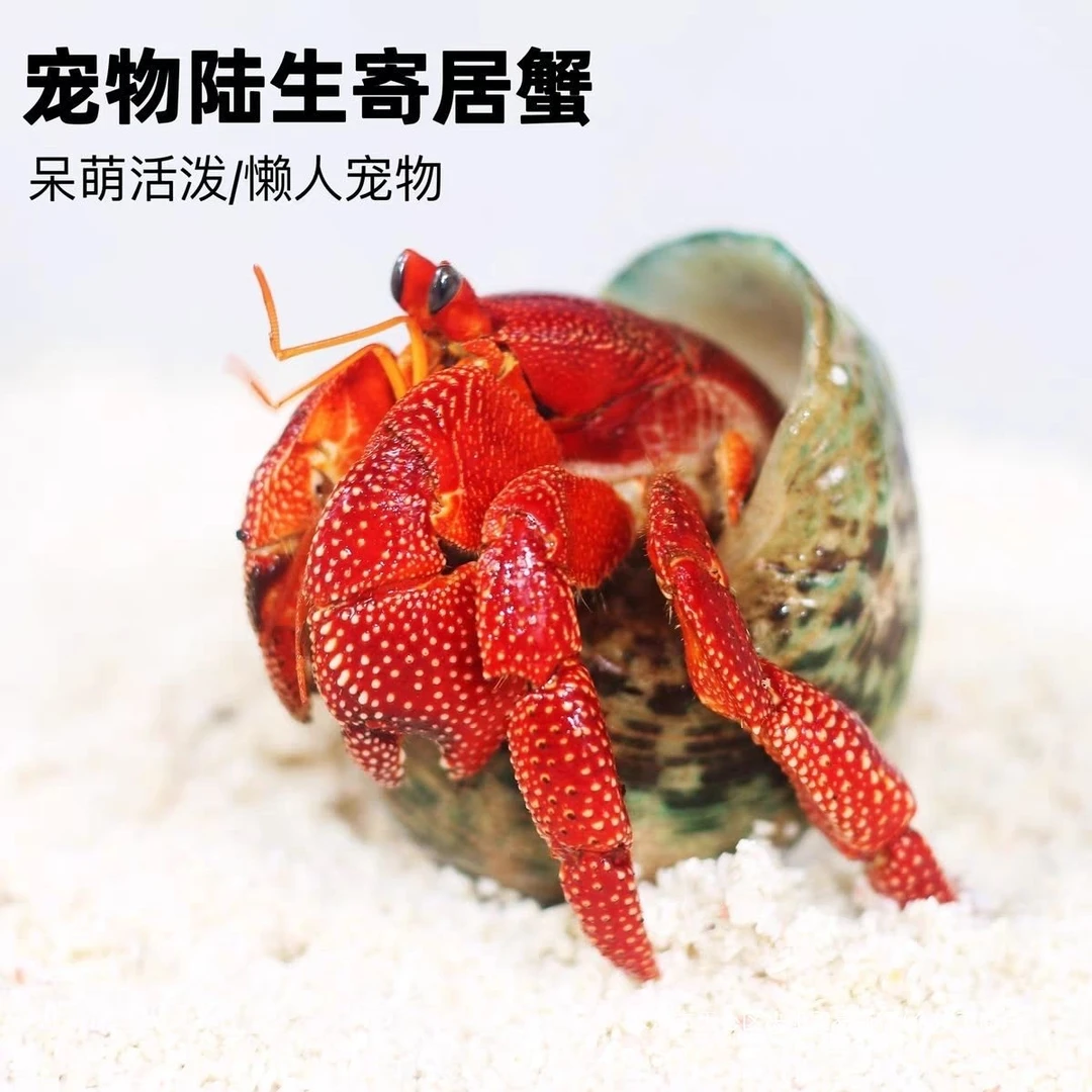 【0.5-1cm寄居蟹】大小豆丁15只（包10）寄居蟹观赏蟹