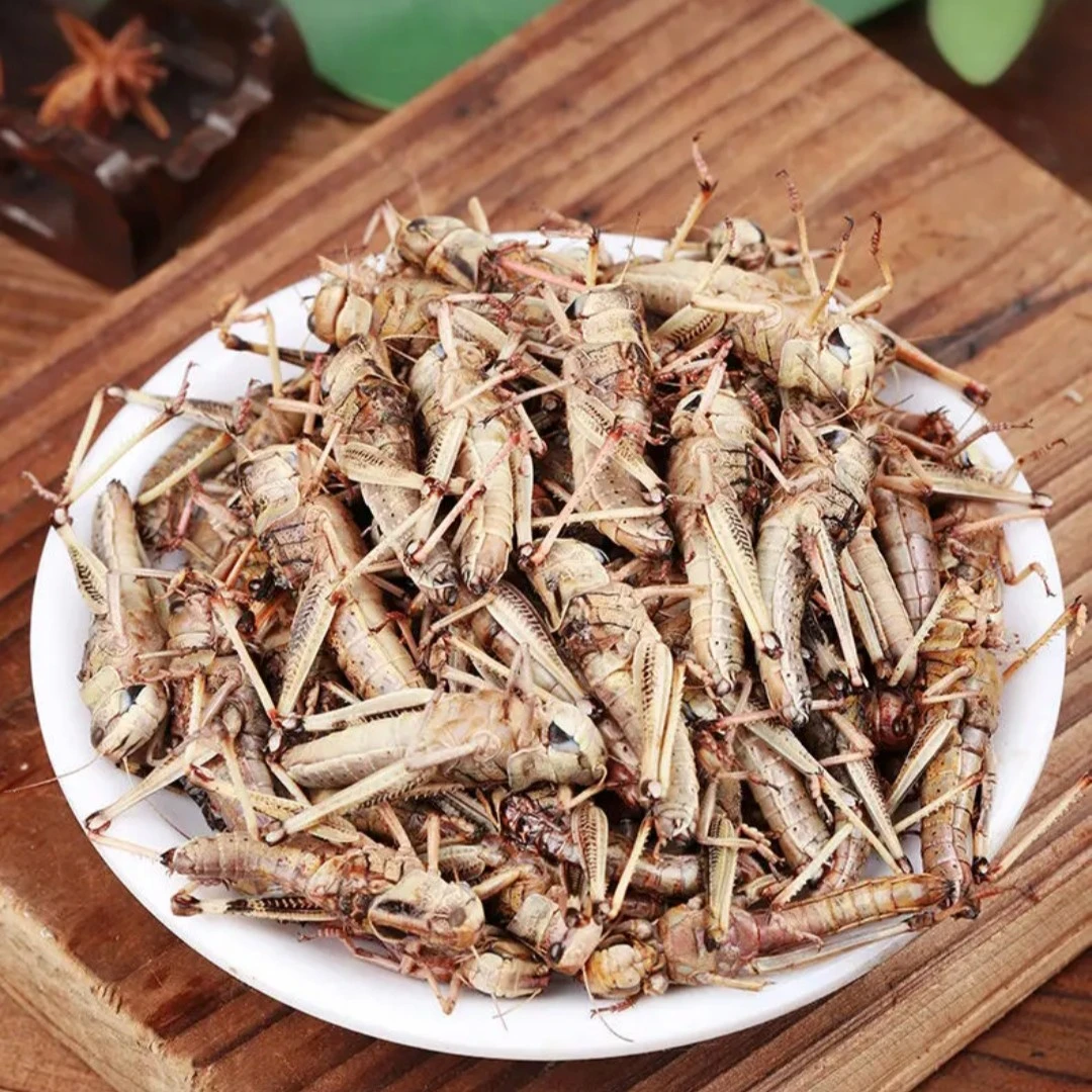 蚱蜢新鲜蝗虫 去翅带籽 飞蝗蚂蚱带籽率百分之70左右