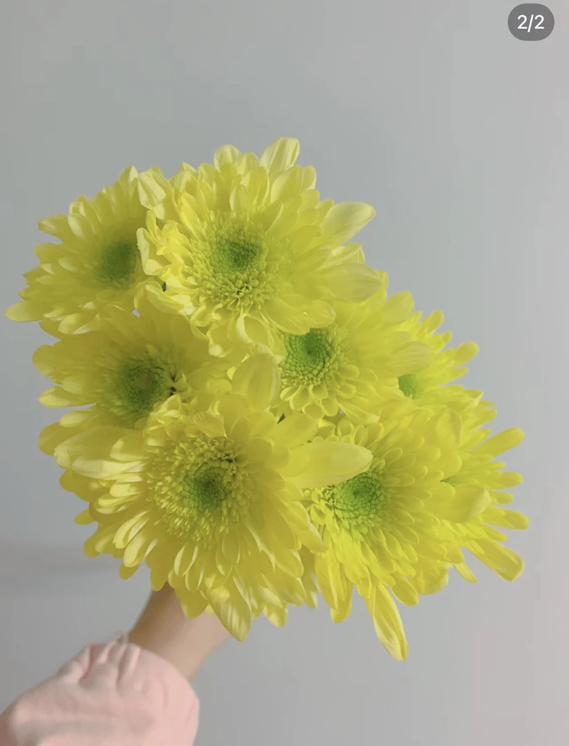 【雏菊】瑞黄10支，任意两单发顺丰冷链货中通空运