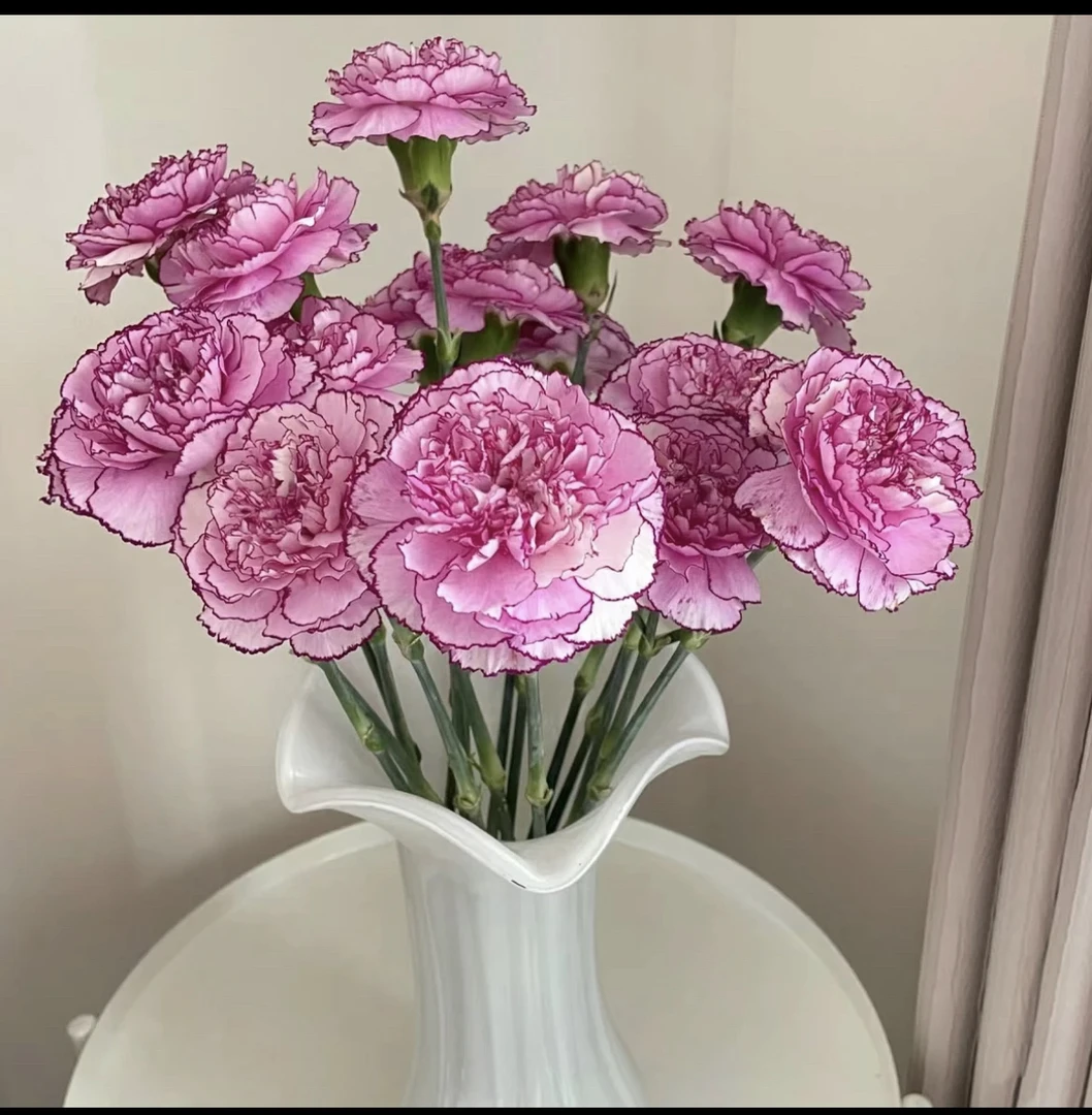 紫霞仙子康乃馨20支，任意两单发顺丰冷链或中通空运