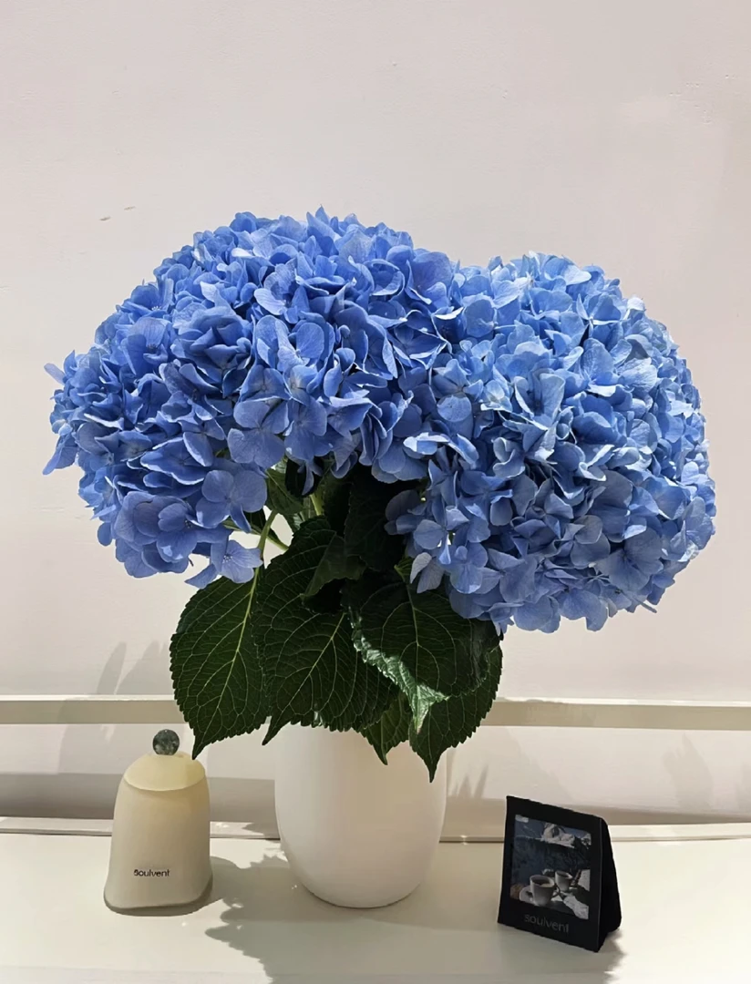 【绣球】大海蓝2支，任意两单发顺丰冷链或中通空运