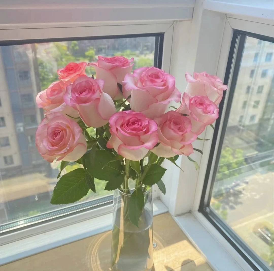 【单头玫瑰】10支艾莎玫瑰，任意两单发顺丰冷链或中通空运