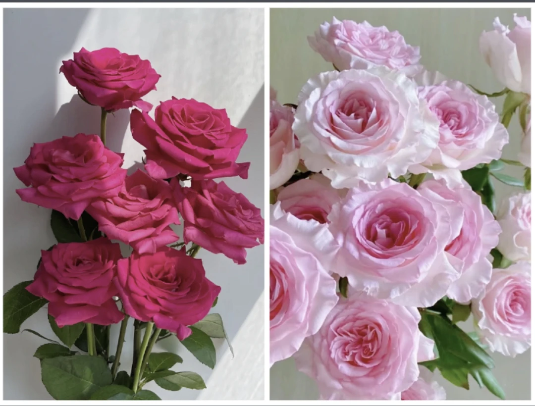 【鲜花组合】10支洛神+10支弗洛伊德
