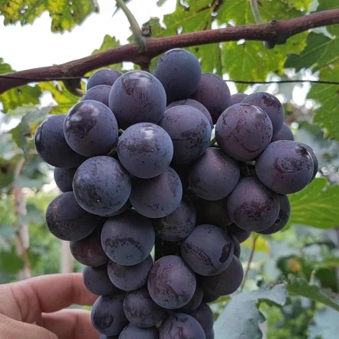 东北辽峰葡萄当季新鲜现摘现发超甜孕妇儿童水果葡萄（颗粒）发货
