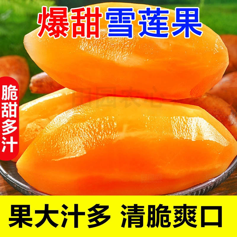 云南天山雪莲果高原红泥沙新鲜黄心红心应季碱性低糖水果包邮
