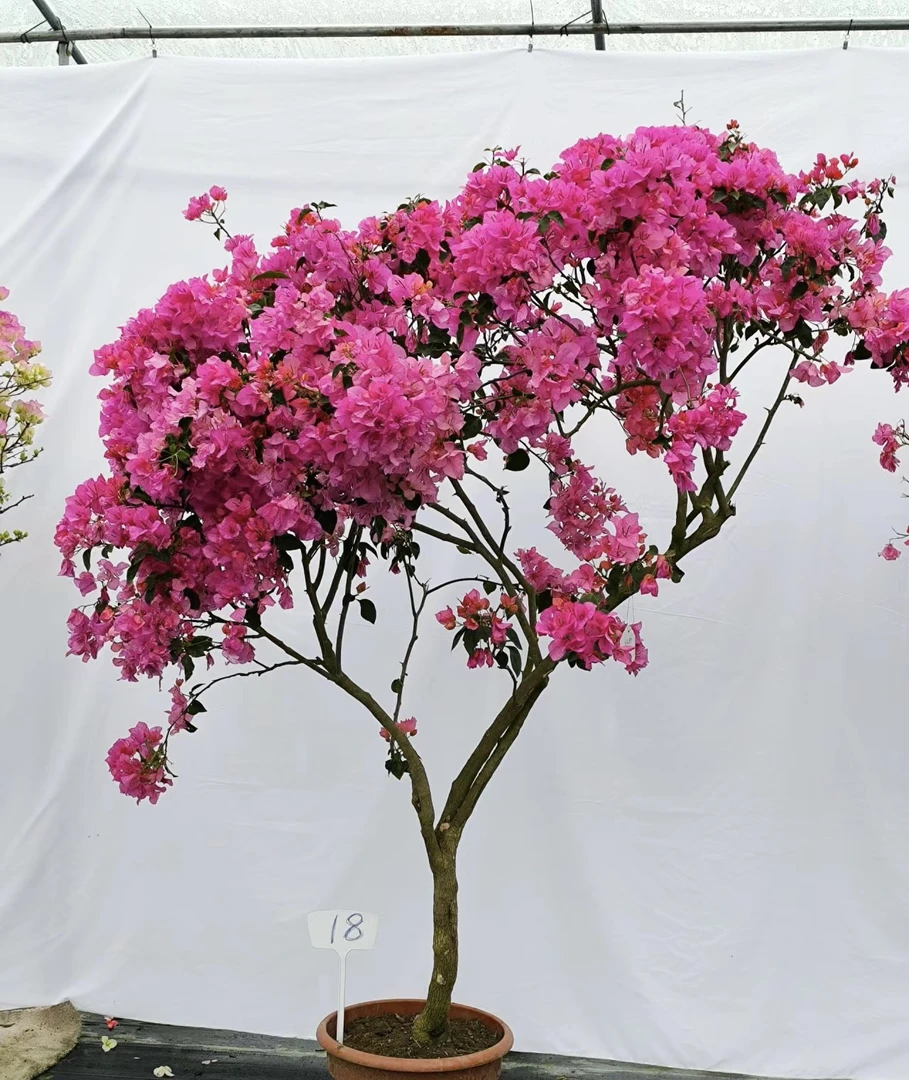 成景三角梅直播间一物一拍掉花掉叶属于正常现象介意勿拍