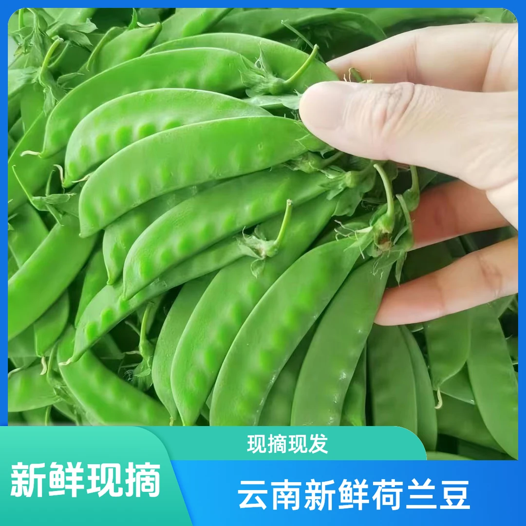 【只有300单】云南新鲜荷兰豆甜脆当季新鲜现摘豌豆荚蔬菜批发3斤