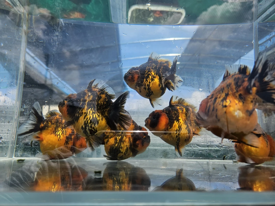 金鱼泰狮短尾狮将军泰狮浩克体精品虎纹樱花水墨麒麟红白短尾