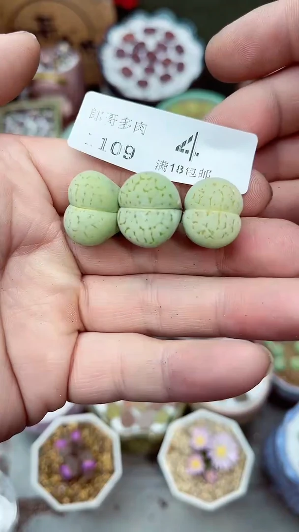 【闪购商品】郎哥生石花-11-9-4