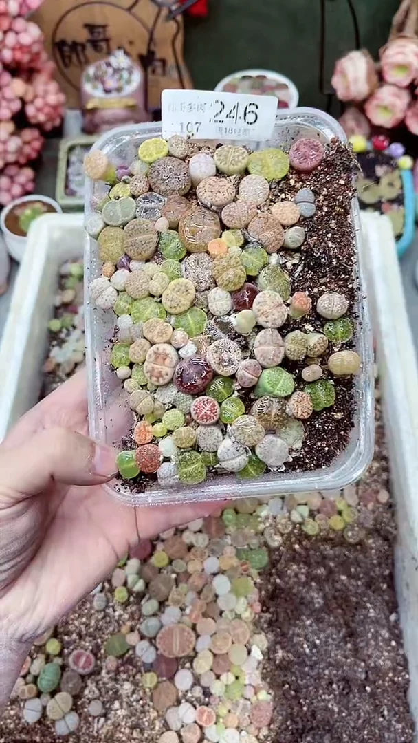 【闪购商品】LG1107-246彩色