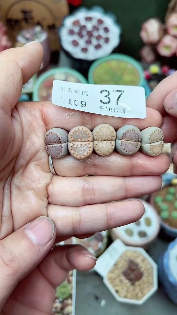 【闪购商品】郎哥生石花-11-9-37