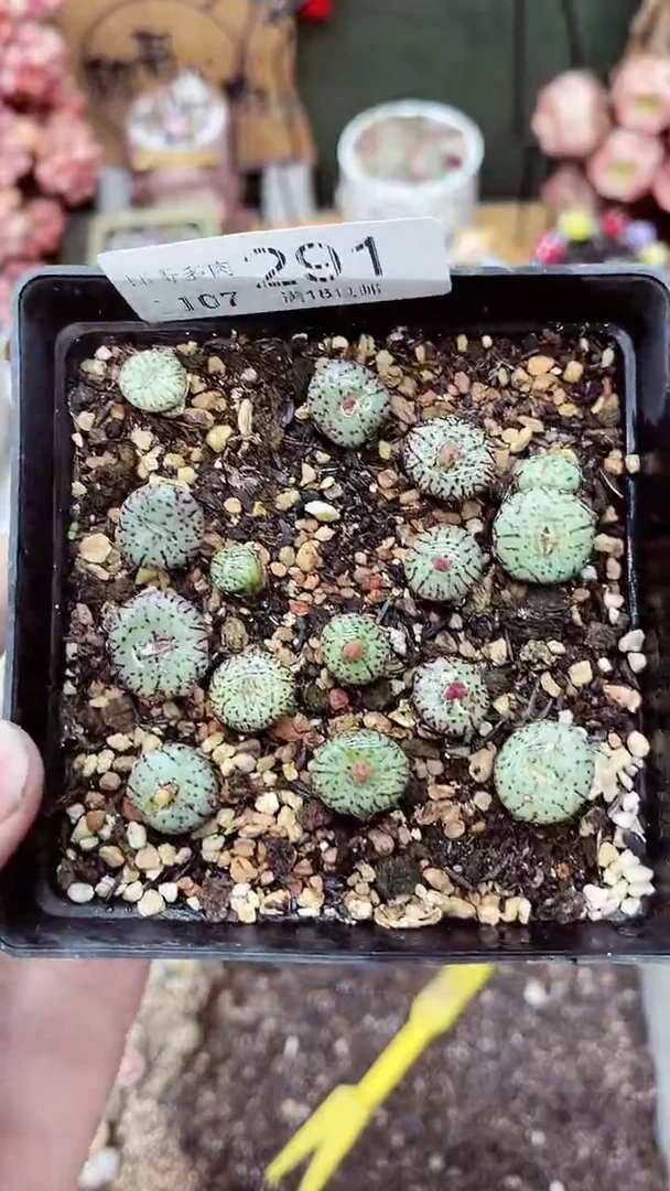 【闪购商品】LG1107-291安贞