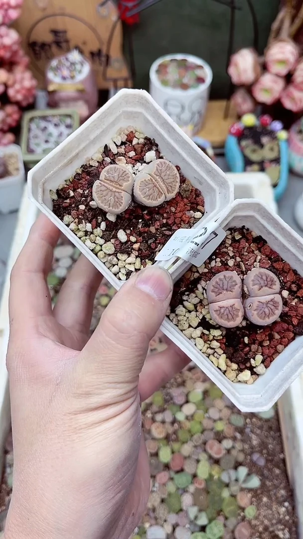 【闪购商品】LG1108-237双头菊两颗