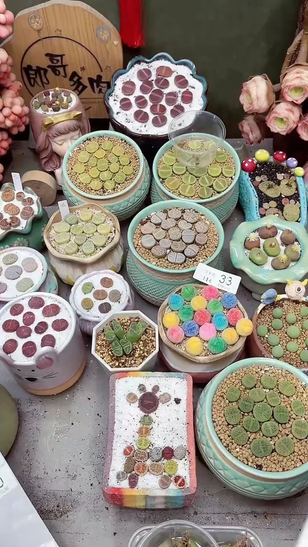 【闪购商品】郎哥多肉1114-49  15颗