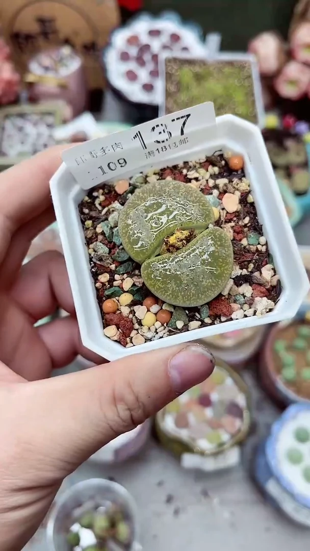 【闪购商品】郎哥生石花-11-9-137