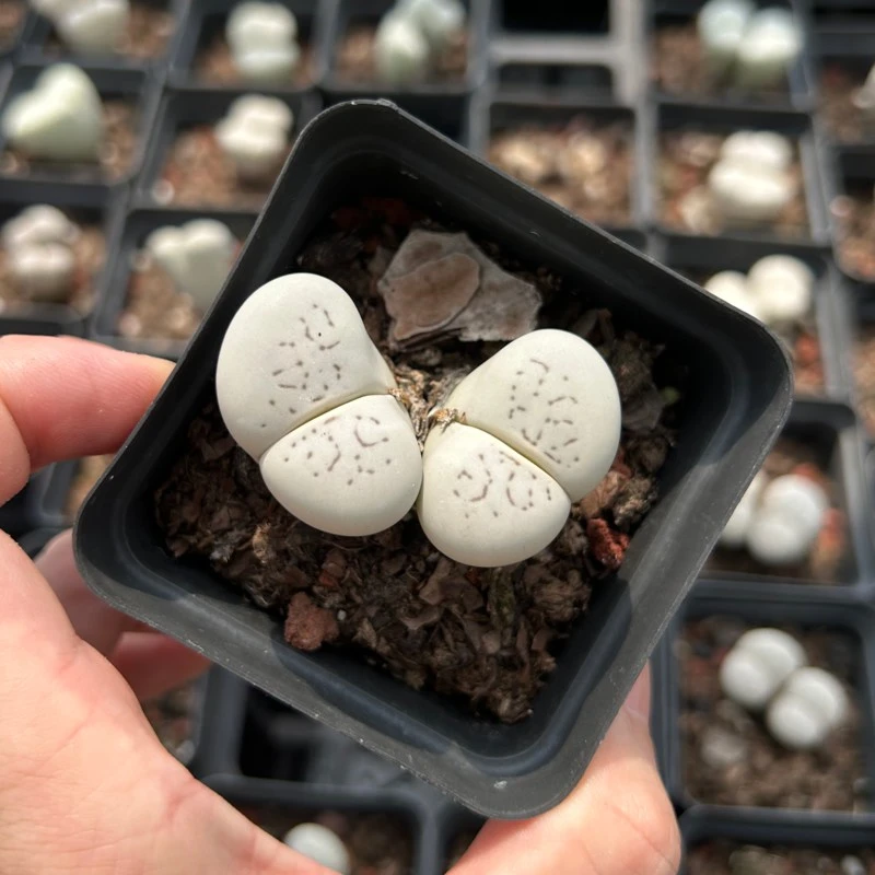 6年双头大白母本 灵耀玉 一颗