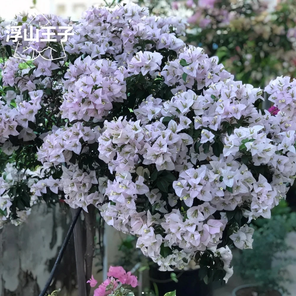 【苹果花】三角梅品种苗含盆喜阳爬藤淡粉色花阳台养护庭院植物