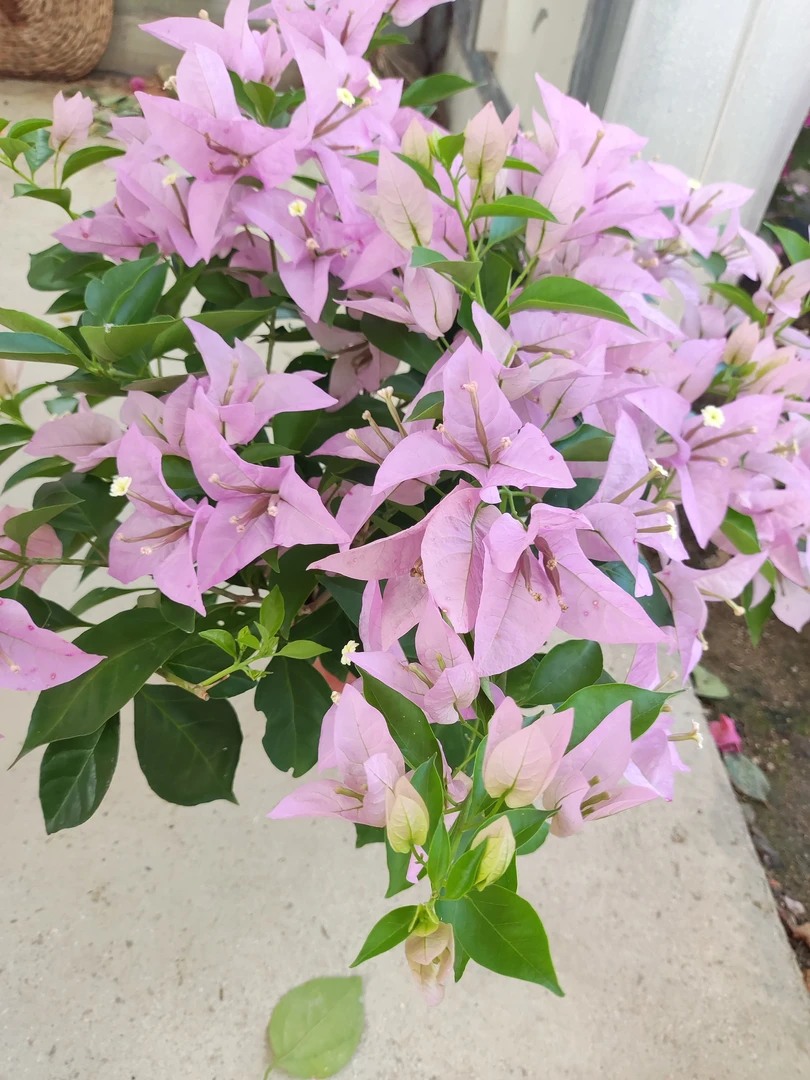 【新加坡大宫粉】三角梅品种苗含盆喜阳爬藤阳台门口庭院植物