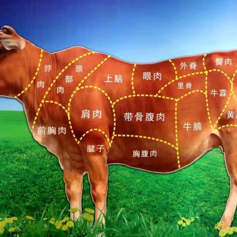 a牛小块碎肉  包炖红烧清炖   新鲜屠宰不分部位4斤起