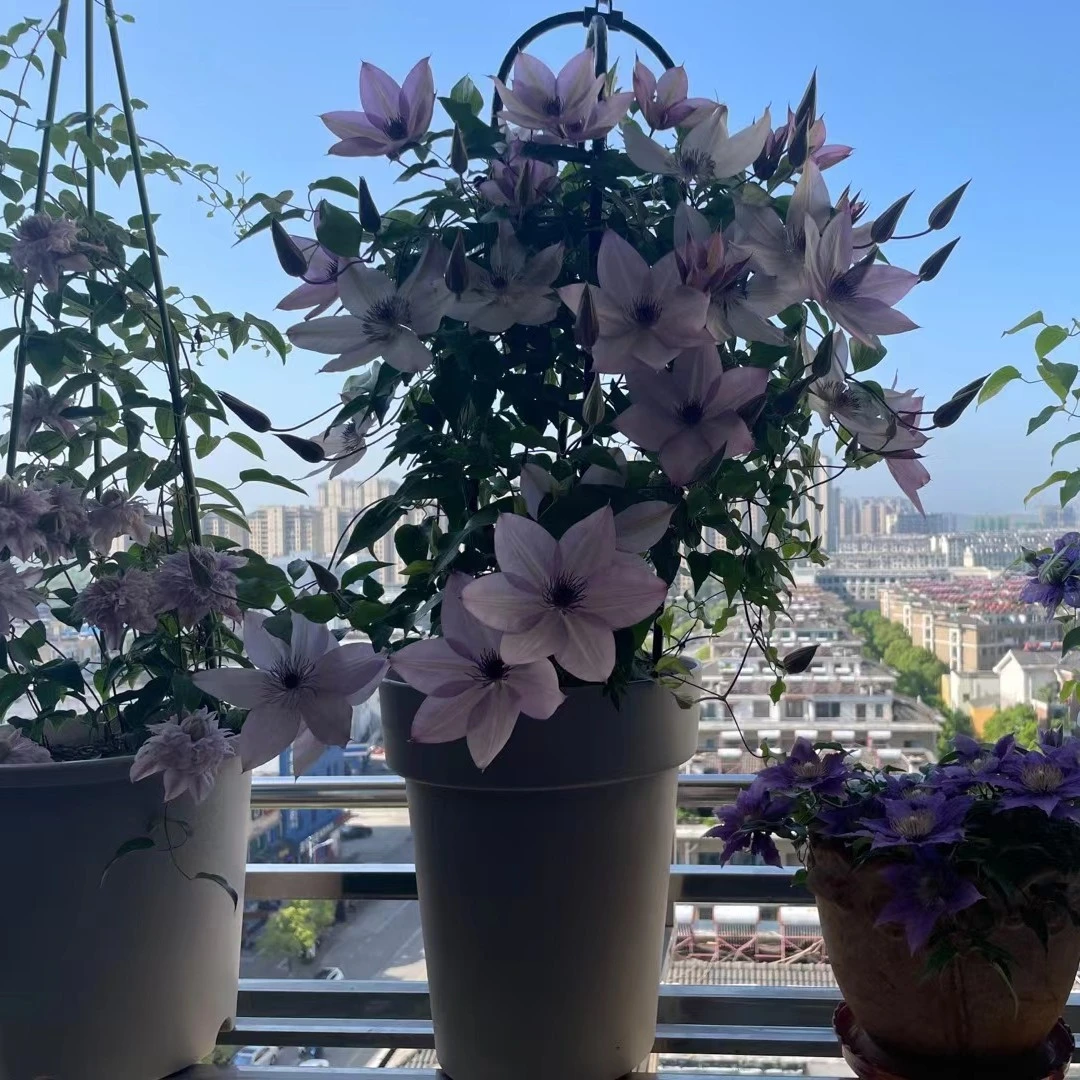 铁线莲绿植园艺花卉乌托邦小绿新幻子小鸭庭院阳台楼顶多花