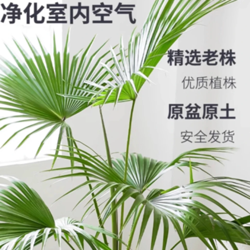 大叶蒲葵客厅绿植大盆栽大棕榈树好养室内吸甲醛净化空气