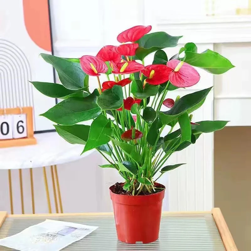 红掌盆栽室内客厅四季开花好养真花