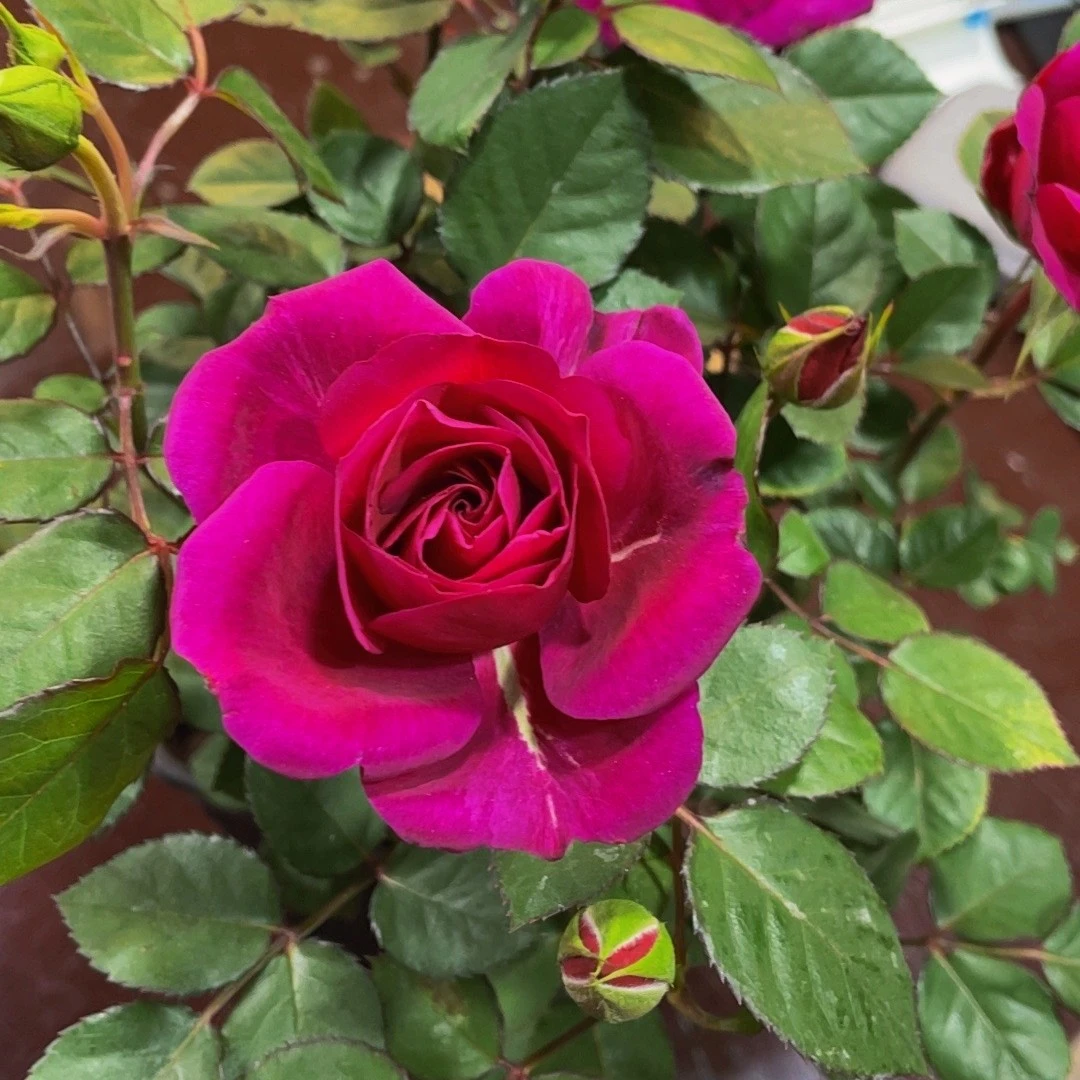 庭院阳台盆栽月季四季开花红色花卉绿植 قزېل ئۇزۇم ئەترگۇل