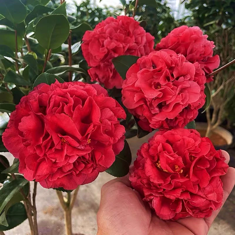 HH进口品种 克瑞墨 茶花巨大花浓香型大红色型品种山茶年宵花卉