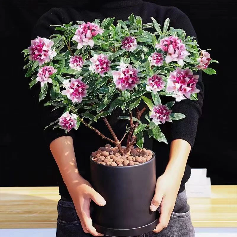 XP金边瑞香浓香型盆栽耐寒盆景绿植冬季室内年宵花卉