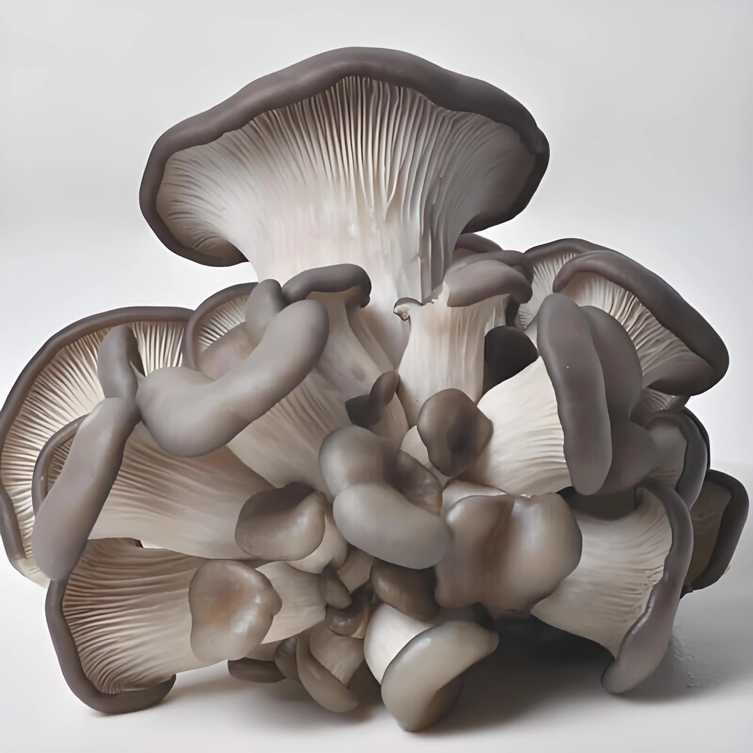 新鲜鲜蘑约500克