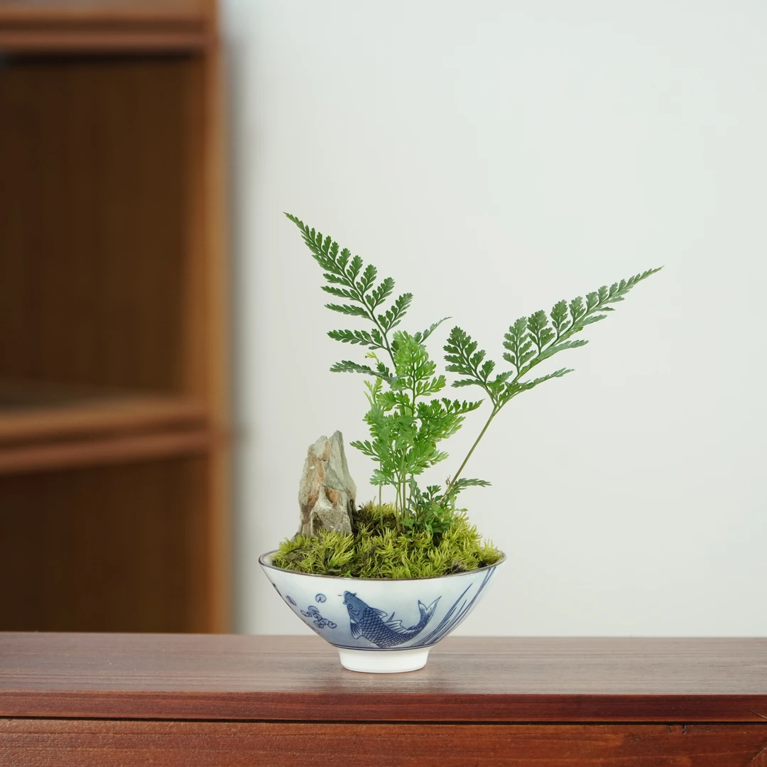 狼尾蕨假山盆景绿植客厅办公室桌面绿植盆栽懒人好养活桌面摆件