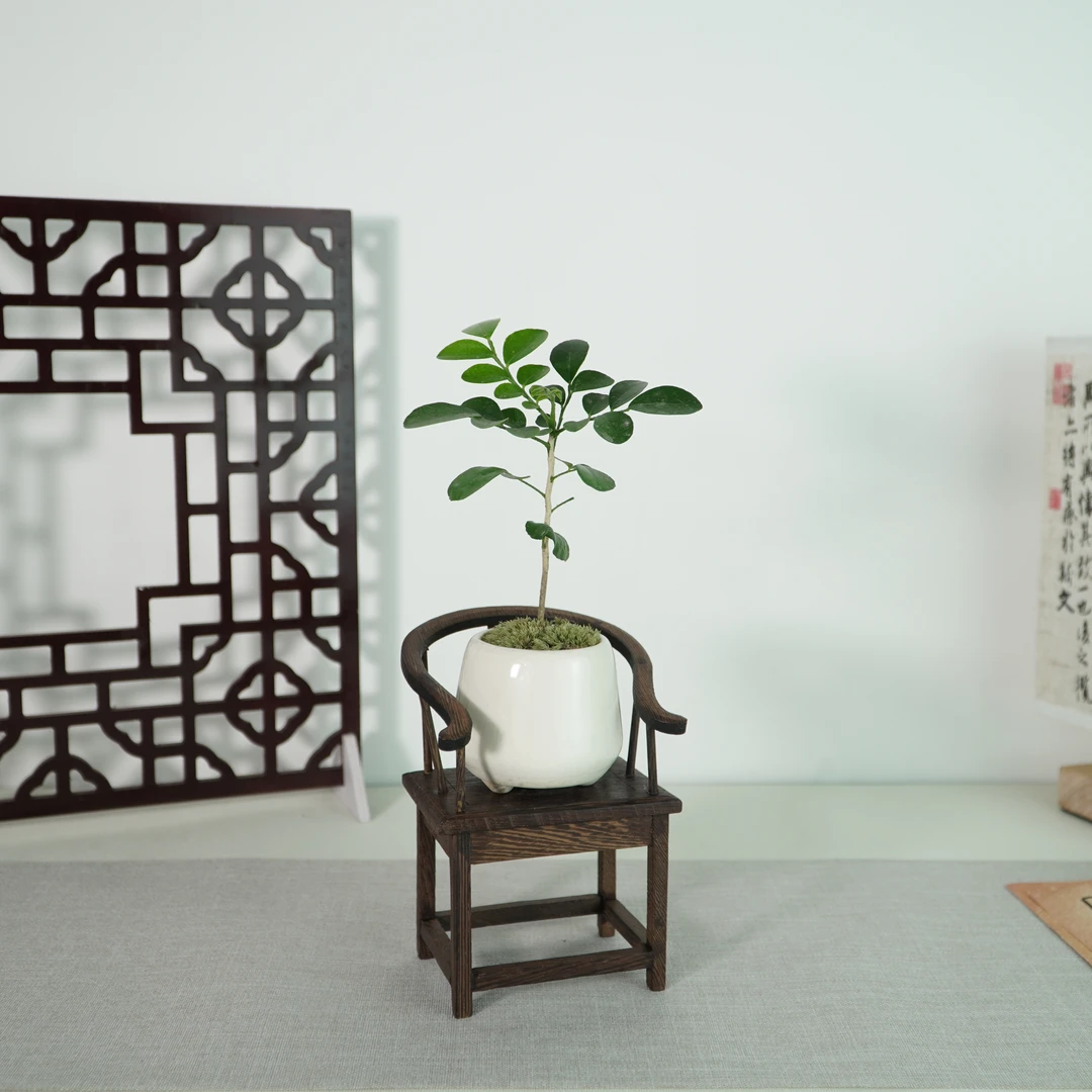 太师椅九里香桌面季节绿植盆栽迷你客厅阳台茶桌办公桌好养小植物