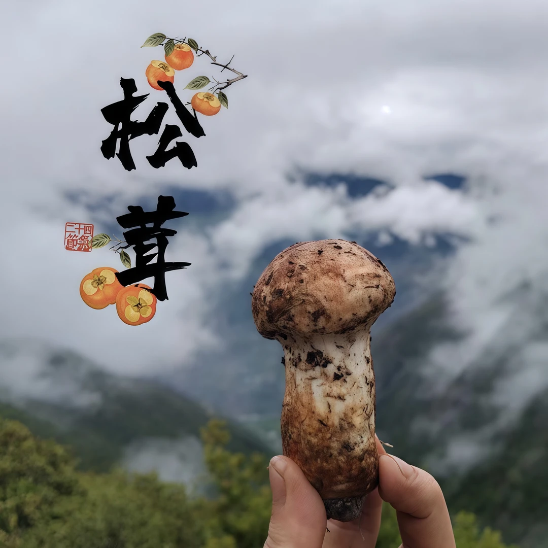 云南野生松茸一物一拍