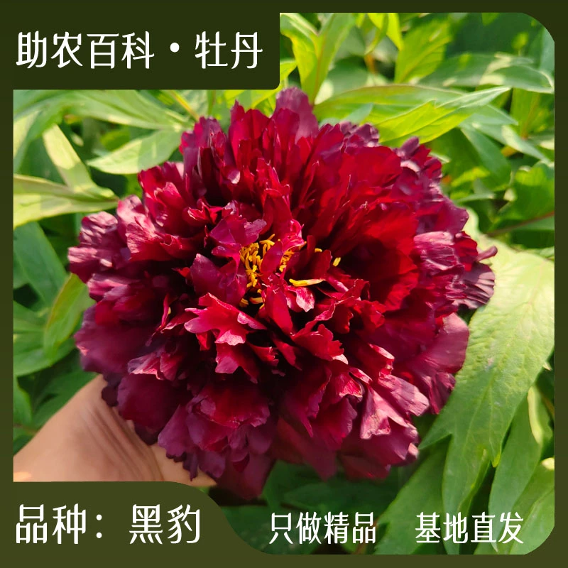 【黑豹】菏泽农户直销多年生观赏牡丹老桩树花苗栽地栽抗寒木本花卉