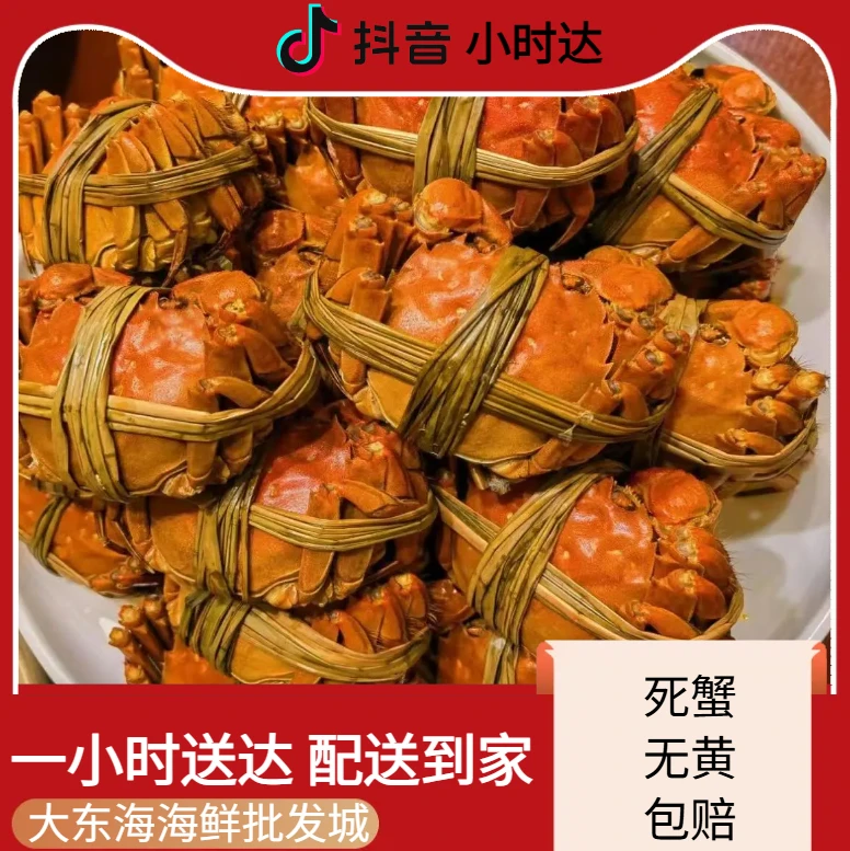 精品大闸蟹5只全母（死蟹、无黄包退）