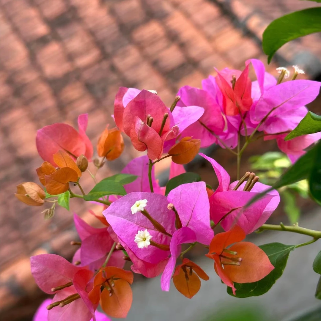 【热带花束】三角梅四季开花可爬藤不带花