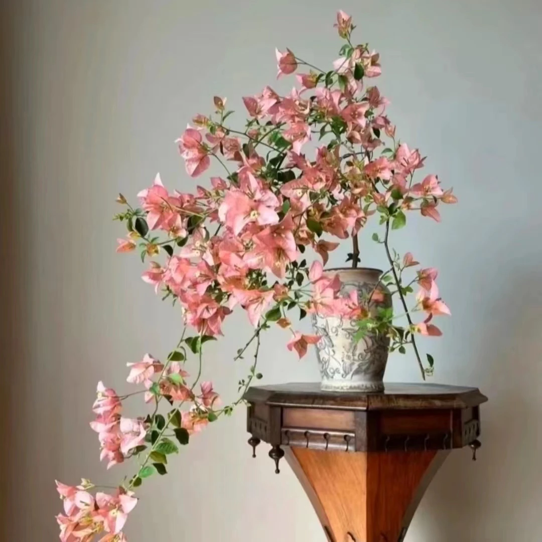 【卡亚塔】三角梅S四季开花阳台庭院可爬藤不带盆好养不带花