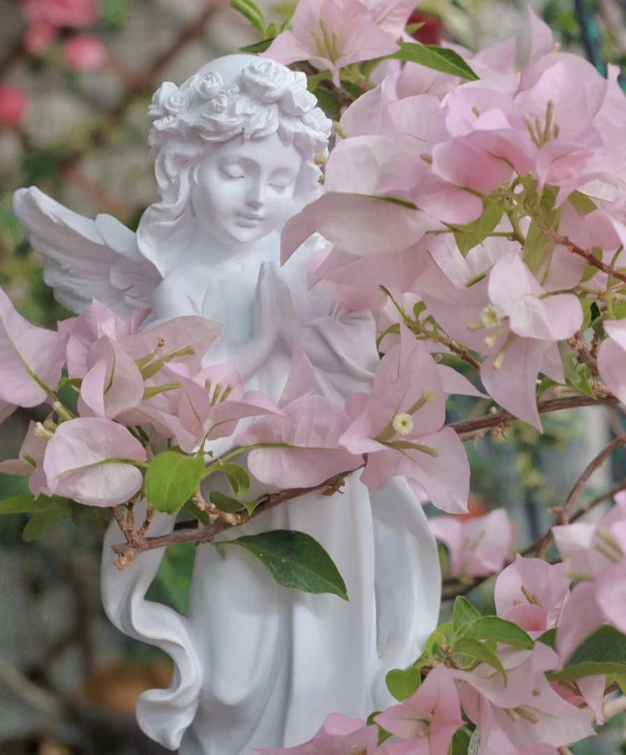 【粉天使】三角梅绿植盆栽网红好养勤花绿植不带花