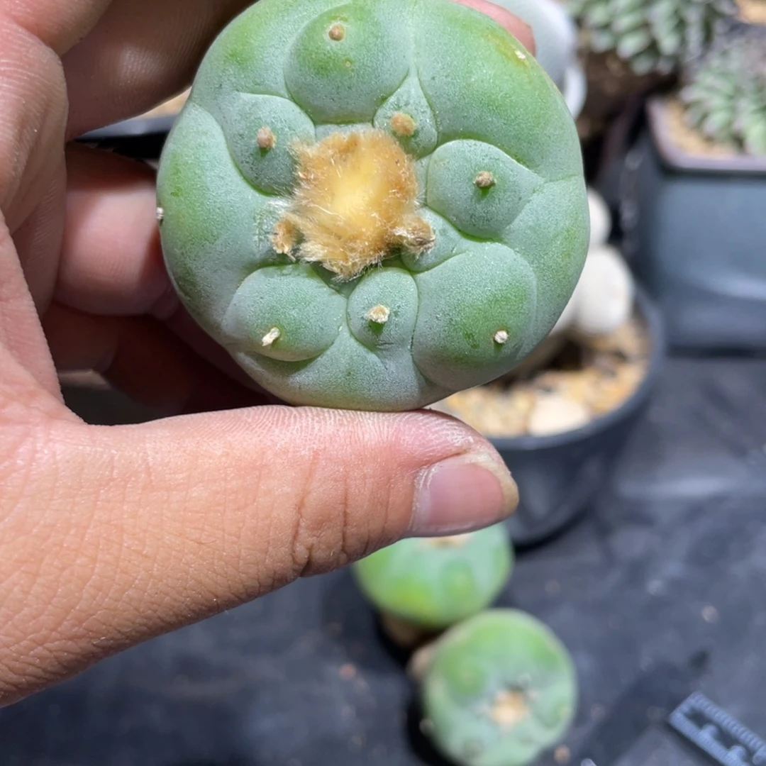 A****0实生海鲜特价