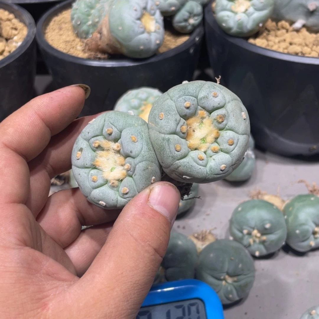 【闪购商品】南***哥实生海鲜拍卖