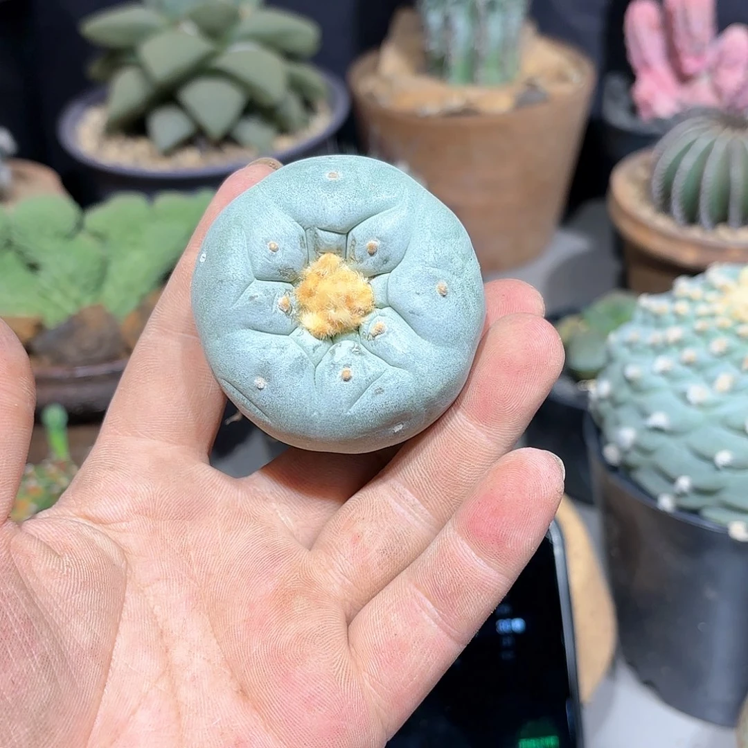 阿*兔实生日系海鲜拍卖